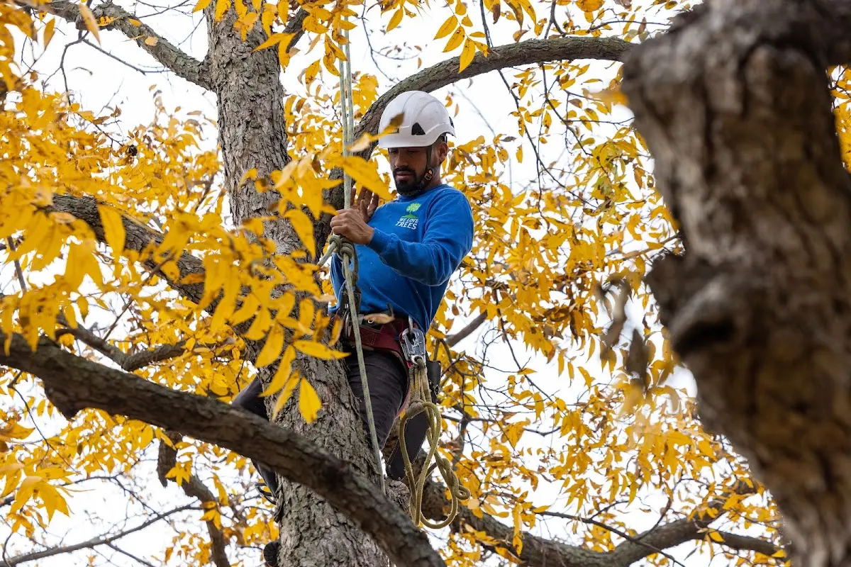 Skilled Tree Planing crew working in Sarasota